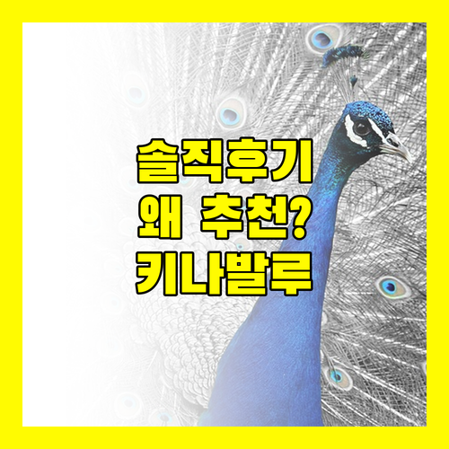 하얏트 리젠시 키나발루, 왜 다들 추천할까? 솔직 후기 대방출!