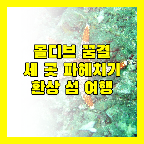 꿈결 같은 몰디브 여행 사파리 아일랜드, 니카 아일랜드, W 몰디브 파헤치기