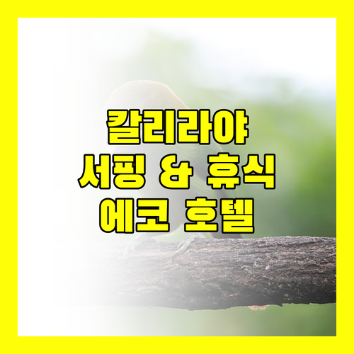 칼리라야에서 서핑과 휴식을 동시에? 에코 호텔 라구나 완벽 분석!
