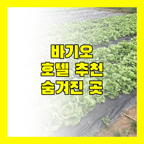 바기오 호텔 어디가 좋을까? 숨겨진 3곳 전격 비교!