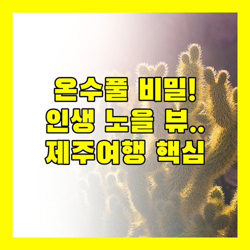 미술관 같은 카이로스 제주 노을 맛집 별헤는밤 글램핑 샐리스 온수풀의 비밀